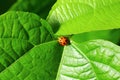 this is ladybird insect on corn leaf