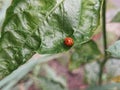 Ladybird is an insect useful predator Royalty Free Stock Photo