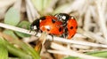 Ladybird insects pair mating