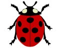 Ladybird isolated