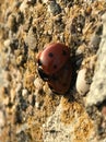Ladybirds Royalty Free Stock Photo