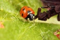 Ladybird/ladybug Royalty Free Stock Photo