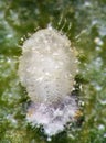 Pupa of ladybird, Clitostethus arcuatus Royalty Free Stock Photo