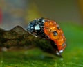 Ladybird, Ladybug, Coccinella Septempunctata Royalty Free Stock Photo