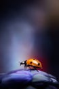 LADYBIRD-LADYBUG