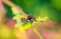 Ladybird - ladybug with heart-shaped eyes Royalty Free Stock Photo