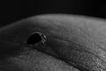 Ladybird ladybug hyperaspidius chrysomelidae in black and white macro photography on a finger close up. Concept Royalty Free Stock Photo