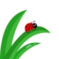 Ladybird Ladybug insect. Fresh green grass stalk close up. Royalty Free Stock Photo