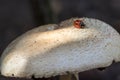 Ladybird or ladybug insect on wild mushroom. Garden nature image