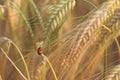 Ladybird, ladybug, lady beetle in wheat field Royalty Free Stock Photo