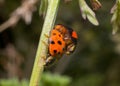 Ladybird Ladybug mating
