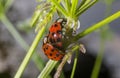 Ladybird Ladybug mating