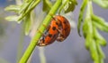 Ladybird Ladybug mating Royalty Free Stock Photo