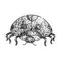 ladybird ladybug sketch hand drawn vector Royalty Free Stock Photo