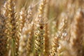 Ladybird or ladybug on a stalk of wheat Royalty Free Stock Photo