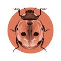 Ladybird Royalty Free Stock Photo