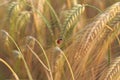 Ladybird, ladybug, in wheat field Royalty Free Stock Photo