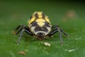 Ladybird larva Royalty Free Stock Photo