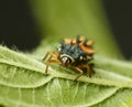 Ladybird larva en face Royalty Free Stock Photo