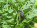 Ladybird larva, and her dinner, some aphids on sugar beet leaf.