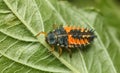 Ladybird larva on leaf Royalty Free Stock Photo