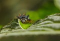 Ladybird larva portrait Royalty Free Stock Photo