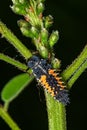 Ladybird larva sitting on a leaf. Ladybug, aka, Ladybird Beetle Lat. Coccinellidae larva on a leaf Royalty Free Stock Photo