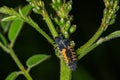 Ladybird larva sitting on a leaf. Ladybug, aka, Ladybird Beetle Lat. Coccinellidae larva on a leaf Royalty Free Stock Photo