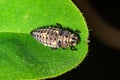 Ladybird larva sitting on a leaf. Ladybug, aka, Ladybird Beetle Lat. Coccinellidae larva on a leaf Royalty Free Stock Photo