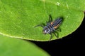 Ladybird larva sitting on a leaf. Ladybug, aka, Ladybird Beetle Lat. Coccinellidae larva on a leaf Royalty Free Stock Photo