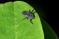 Ladybird larva sitting on a leaf. Ladybug, aka, Ladybird Beetle Lat. Coccinellidae larva on a leaf Royalty Free Stock Photo