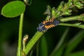 Ladybird larva sitting on a leaf. Ladybug, aka, Ladybird Beetle Lat. Coccinellidae larva on a leaf Royalty Free Stock Photo