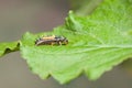 Ladybird larva stage Royalty Free Stock Photo