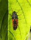 Ladybird larva under leaf Royalty Free Stock Photo