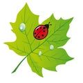 Ladybird on a leaf