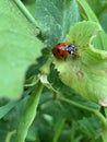 Ladybird on leaf close up Royalty Free Stock Photo