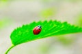 Ladybird on the leaf of nettle