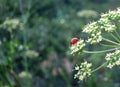 Little ladybug on a flower