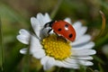 ladybird Royalty Free Stock Photo