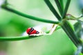 Ladybird Mating in spring Royalty Free Stock Photo