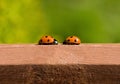 Ladybird meeting