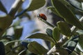 Ladybird in the middle of olive tree branches . Royalty Free Stock Photo