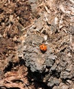 Ladybird in moor Royalty Free Stock Photo