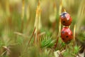 Ladybird on moss Royalty Free Stock Photo