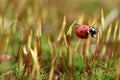 Ladybird on moss Royalty Free Stock Photo