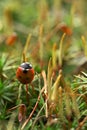 Ladybird on moss Royalty Free Stock Photo