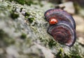 Ladybird on mushroom. Macro photo Royalty Free Stock Photo