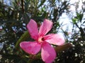 Ladybird and nerium aphid in flower oleander Royalty Free Stock Photo