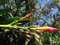 Ladybird and nerium aphid in oleander plant Royalty Free Stock Photo