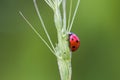 Ladybird nibbling on a plant